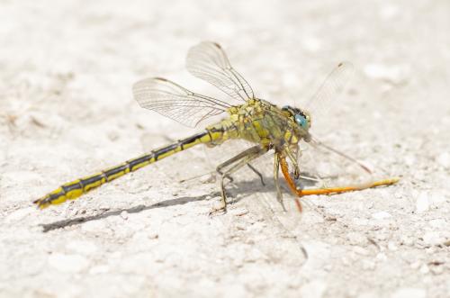 Gomphus pulchellus