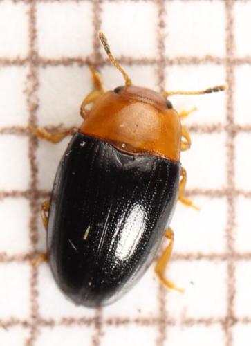 Triplax rufipes