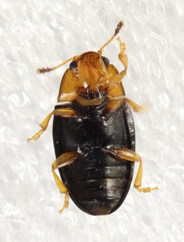 Triplax rufipes