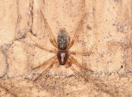 Réf. 303 479 : Gnaphosa alacris