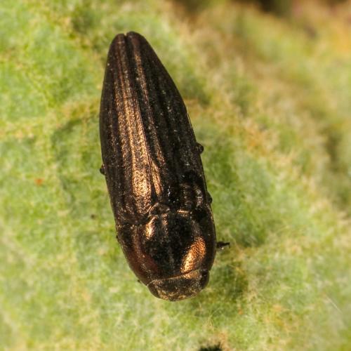 Sphenoptera gemmata