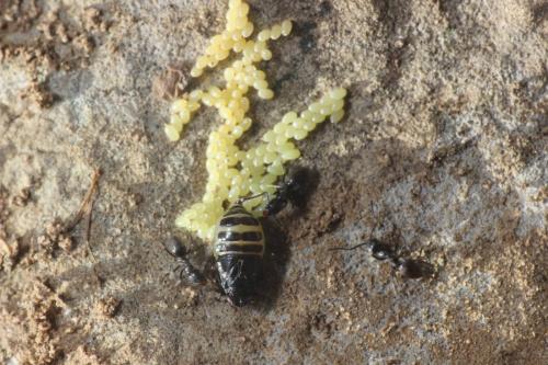 Tettigometra impressifrons