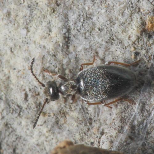 Réf. 303 668 : Microhoria plumbea