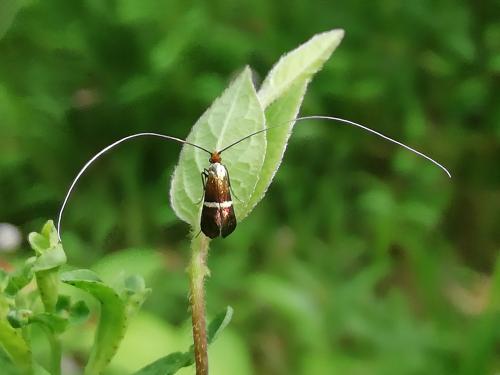 Adela australis