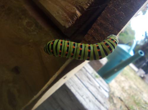 Papilio machaon