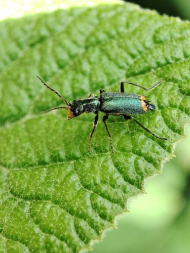 Réf. 303 336 : Clanoptilus elegans