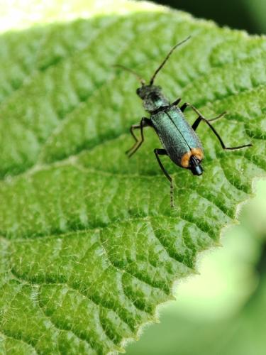 Réf. 303 337 : Clanoptilus elegans