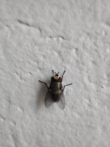 Lucilia sp.