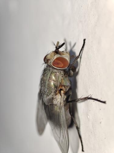 Lucilia sp.