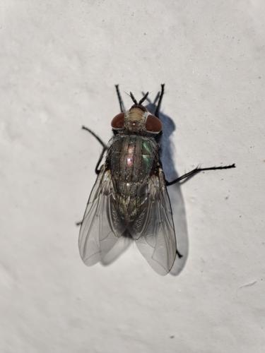 Lucilia sp.