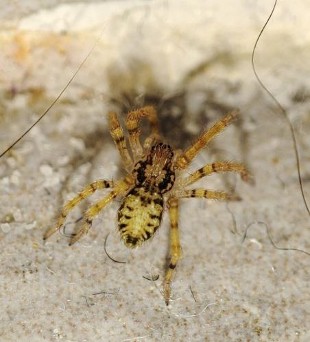 Réf. 303 415 : Zoropsis spinimana