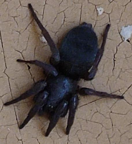 Réf. 303 344 : Scotophaeus sp.