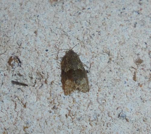 Syndemis musculana