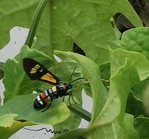 Euchromia lethe