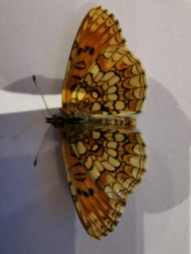 Réf. 303 602 : Melitaea athalia athalia