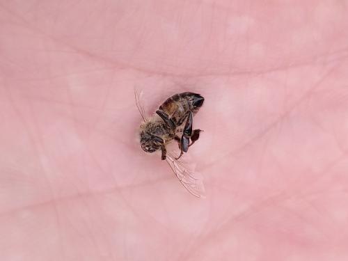 Apis mellifera