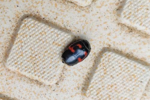 Réf. 303 868 : Hister quadrimaculatus