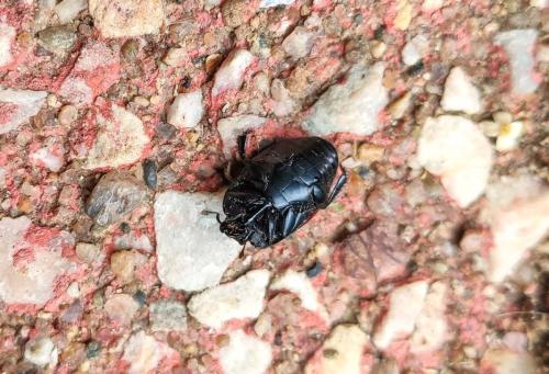 Hister quadrimaculatus