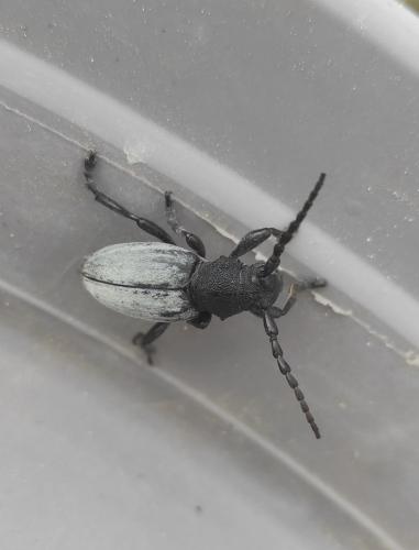 Réf. 303 857 : Iberodorcadion fuliginator