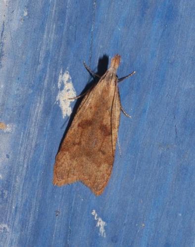 Dichomeris derasella