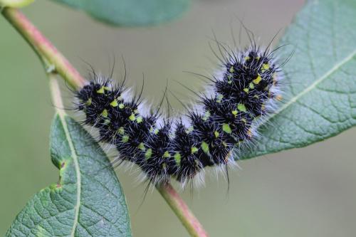Saturnia pavonia
