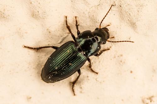 Harpalus sp.