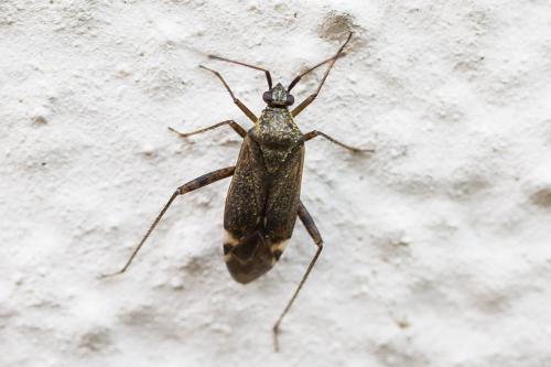 Closterotomus fulvomaculatus