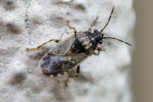 Platyplax salviae