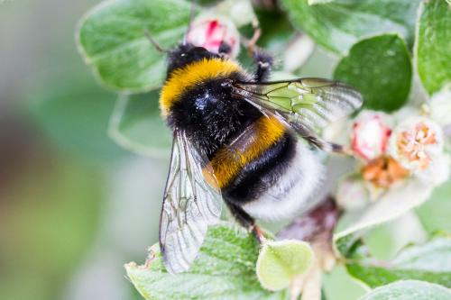 Bombus sp.