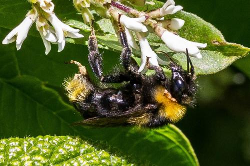 Bombus campestris