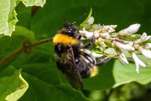 Bombus campestris