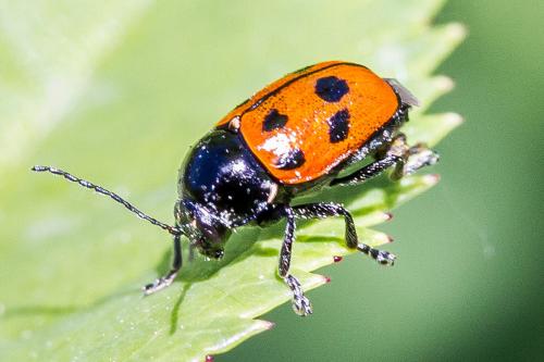 Cryptocephalus quadripunctatus