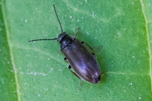 Scraptia dubia
