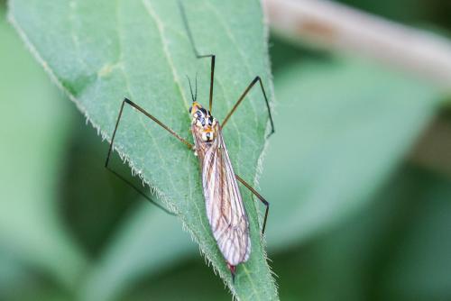 Nephrotoma sp.