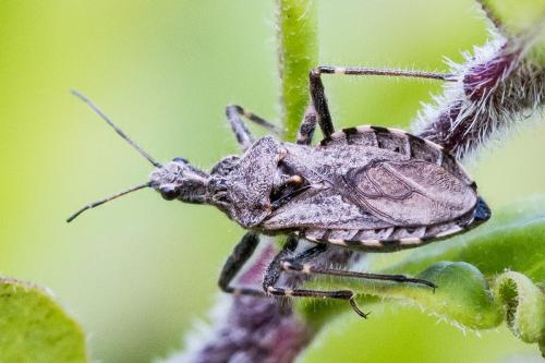 Réf. 303 670 : Coranus sp.