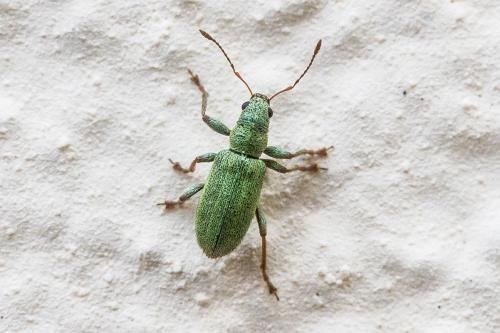 Réf. 303 866 : Pachyrhinus lethierryi