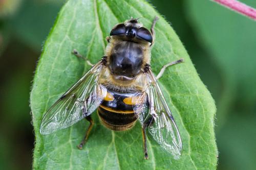 Réf. 303 851 : Eristalis tenax