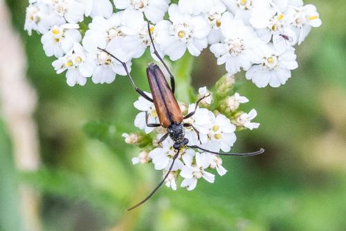 Réf. 303 948 : Stenurella sp.