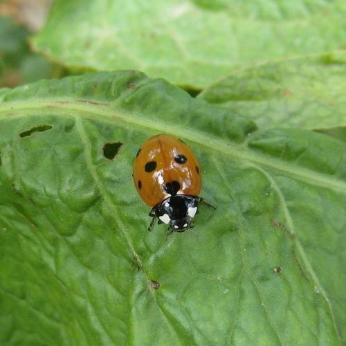 Coccinella septempunctata