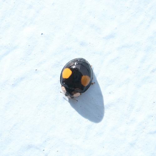 Harmonia axyridis