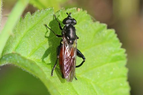 Réf. 303 995 : Chalcosyrphus piger