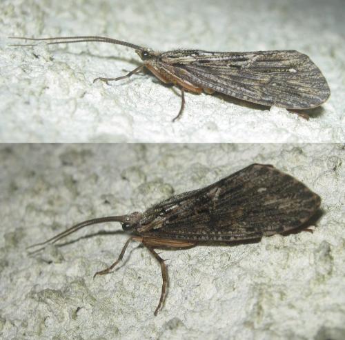 Réf. 303 623 : Phryganea grandis