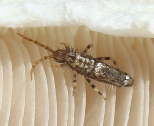 Entomobrya dorsalis