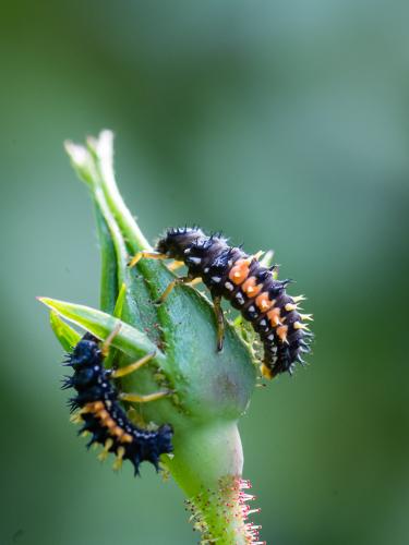 Harmonia axyridis