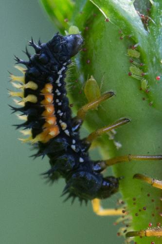 Réf. 303 027 : Harmonia axyridis