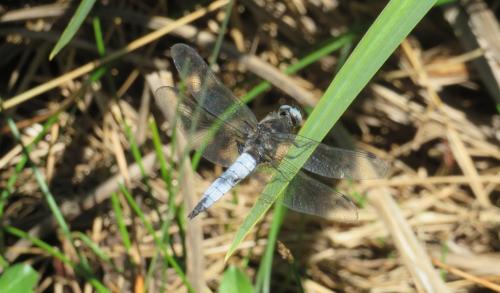 Réf. 303 557 : Libellula fulva
