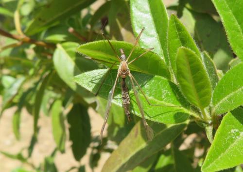 Réf. 303 655 : Tipula sp.