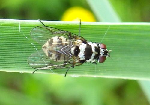 Réf. 303 138 : Limnophora obsignata