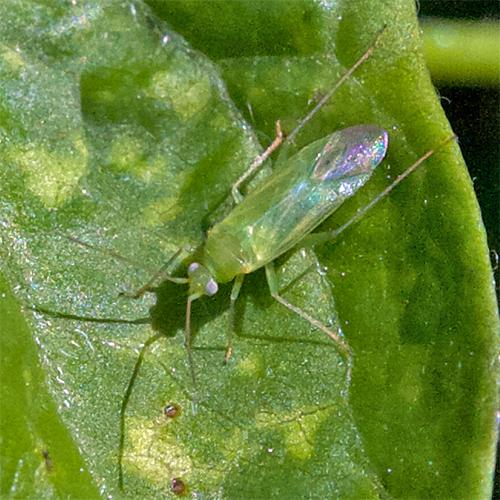 Blepharidopterus diaphanus