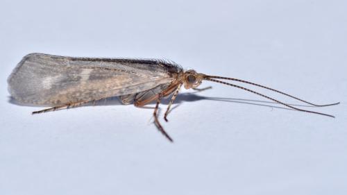 Limnephilus sp.